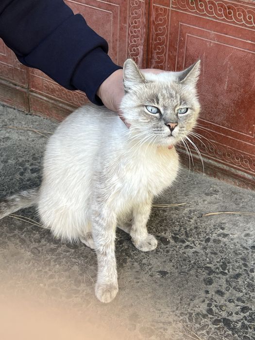 Mushuk sotiladi zotli