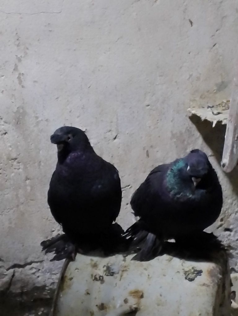 kabutar sotiladi bir par juklar bor bitasi nasochubi bitasi dvuhchubi