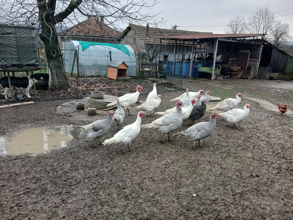 Пуйки,  свободно отглеждани