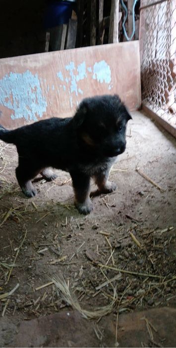 Продавам немски овчарки – 1-месечни