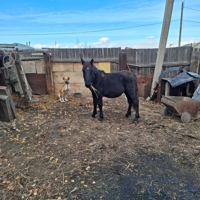 Продам лошадь жуас