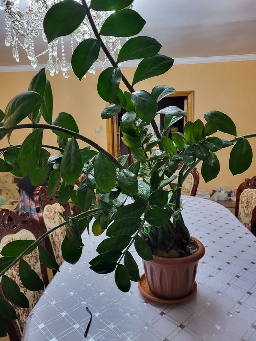 Долларовое дерево