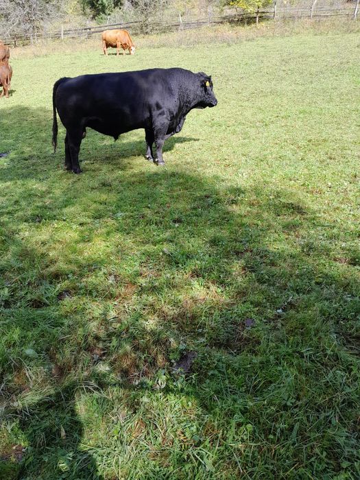 Vând taur rasa Angus