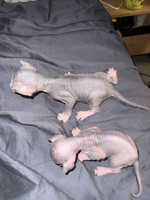 Свинкс котята свинкса