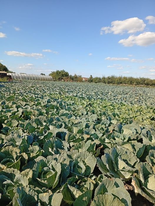 Varză de vânzare