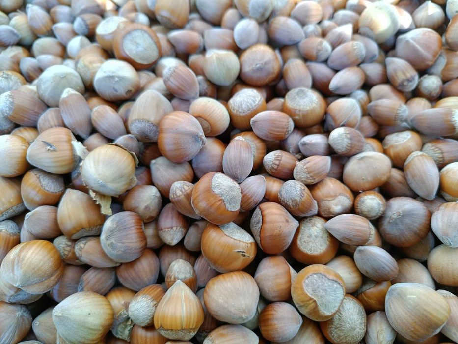 Alune de pădure de cultură