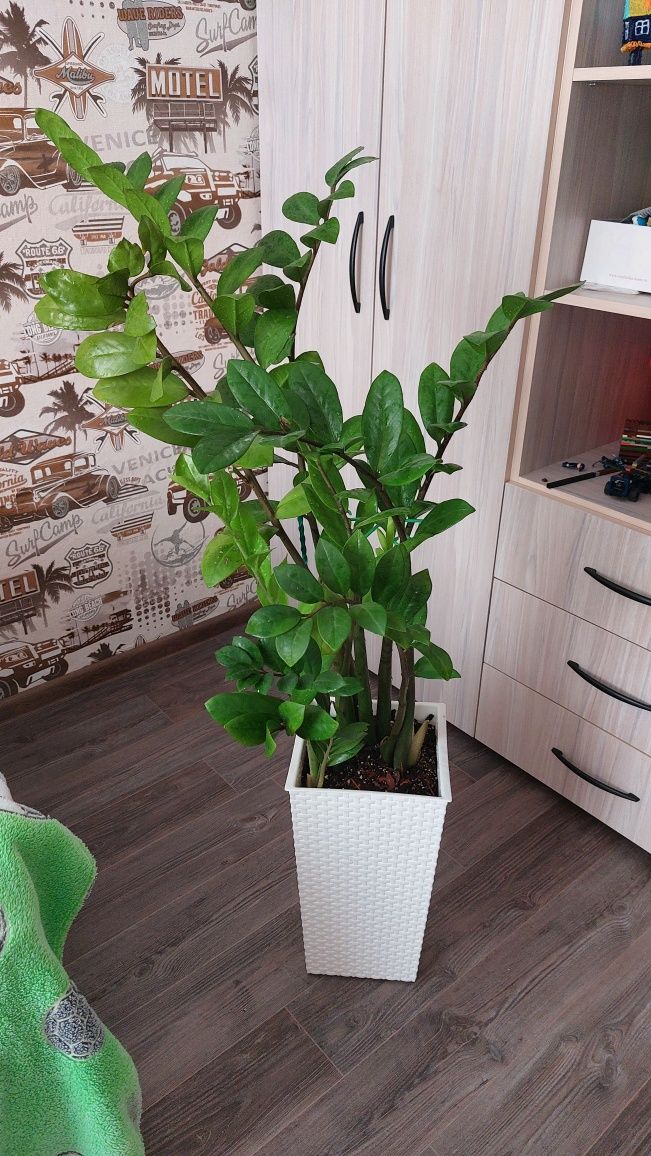 Долларовое дерево