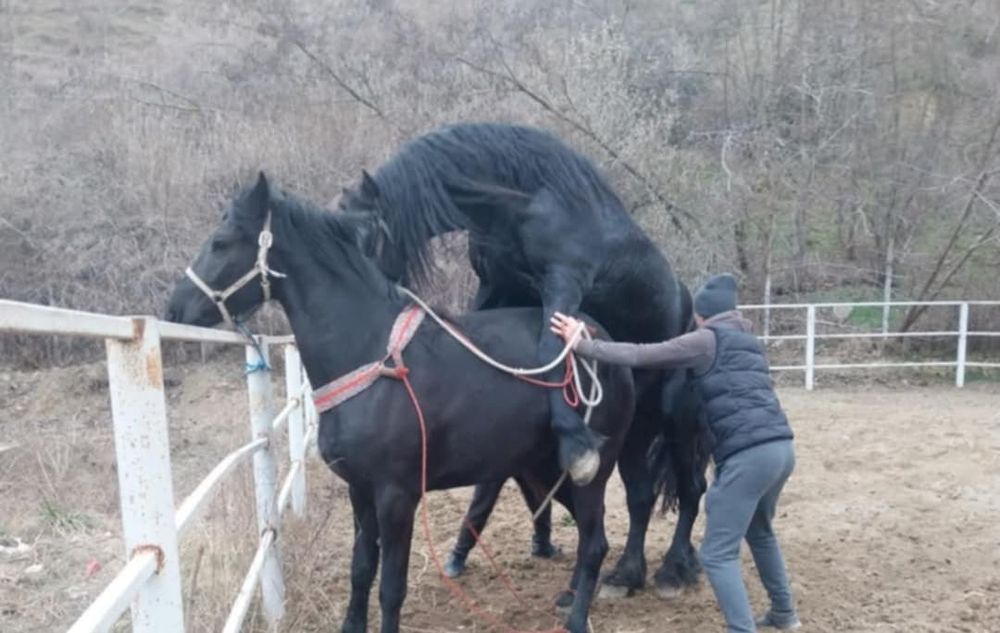 De vânzare iapă învârtă de doi ani iapă este și gestantă