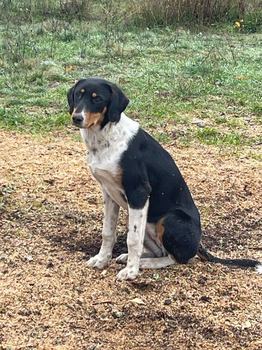 Подаряваме гончета