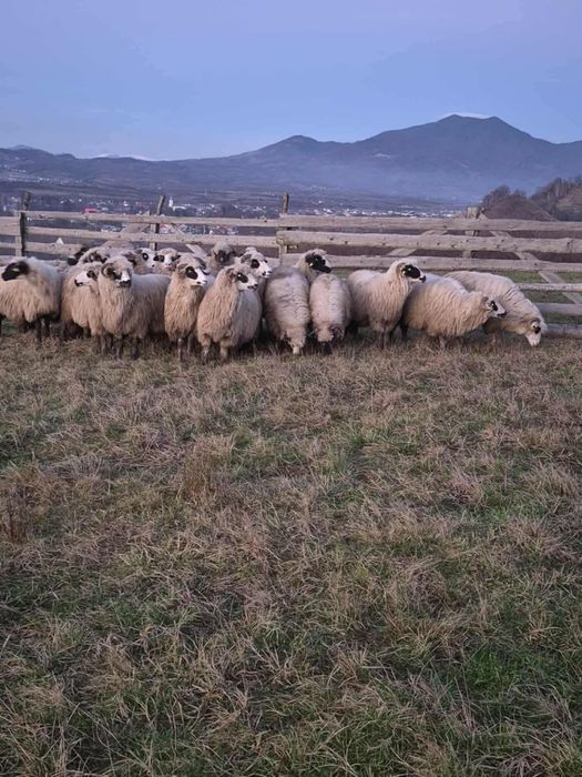 Vand 20 de oi tinere bune de tinut