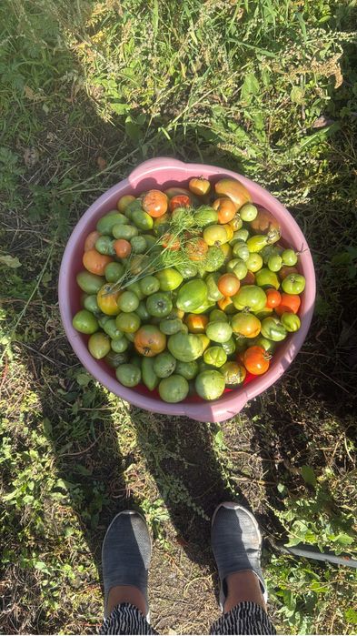 Помилоры вкусные на засолку!