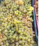 Struguri vin 2025 vrancea producator