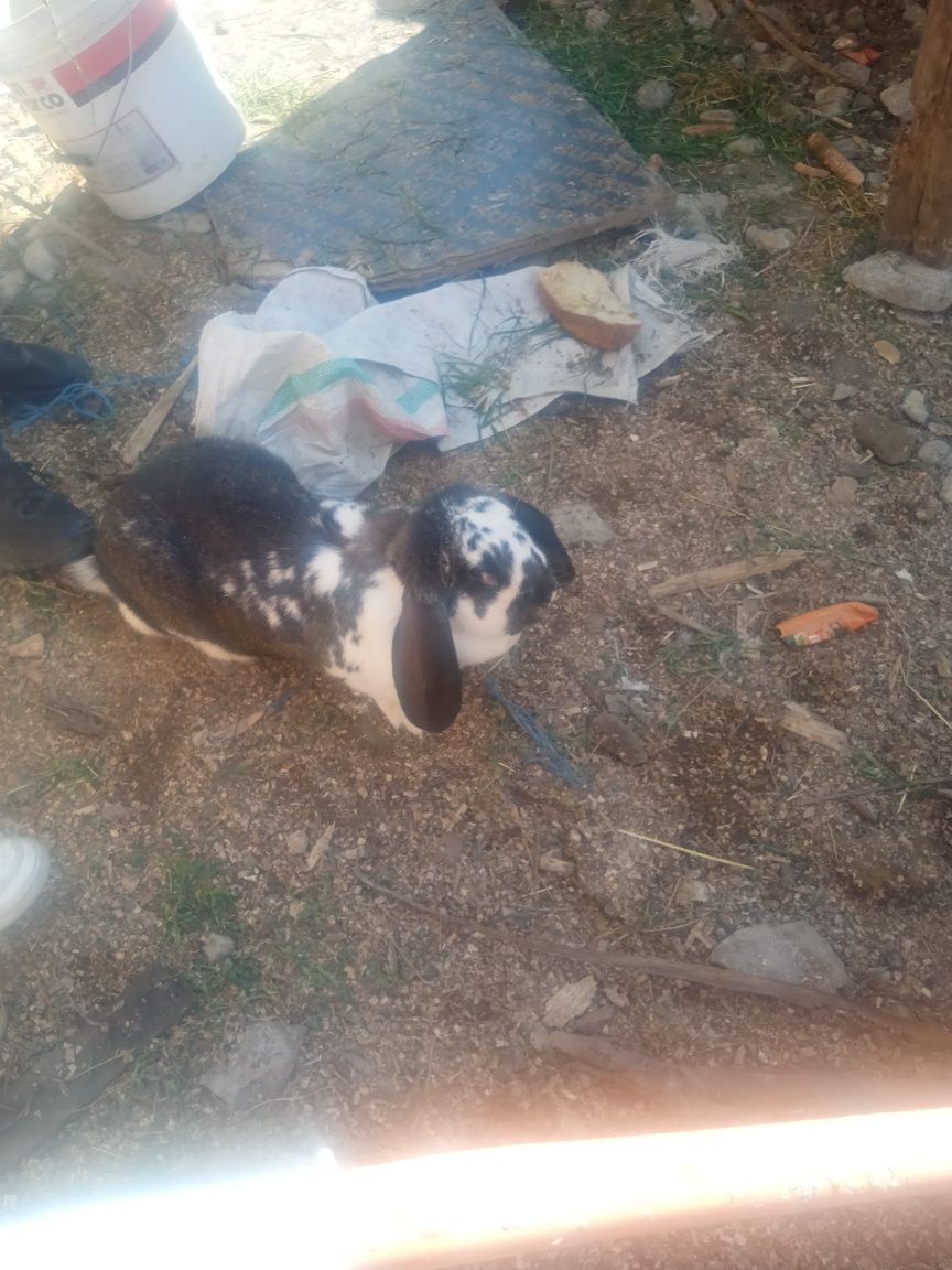 Vând 3 iepuri mai mult detalii la tel