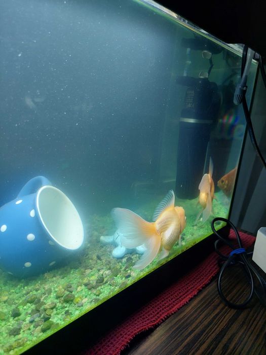 Vand acvariu cu pesti