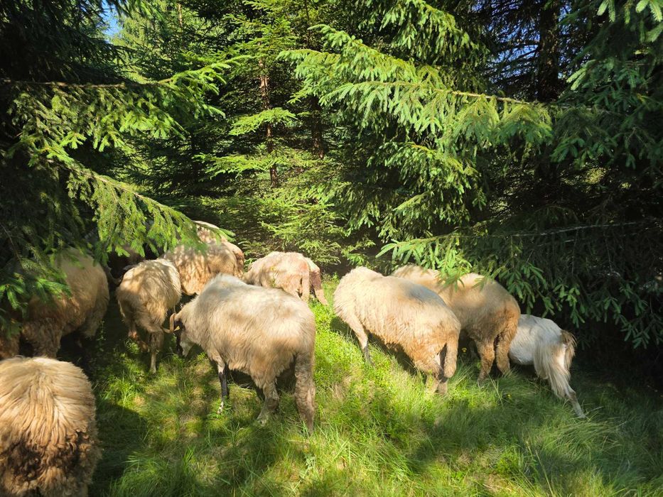 Turcane Breze de Petrosani cu origine
