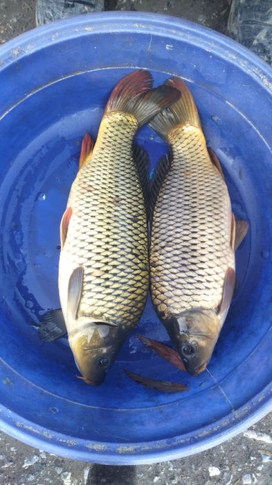 Baliq sotamiz juda mazali baliq