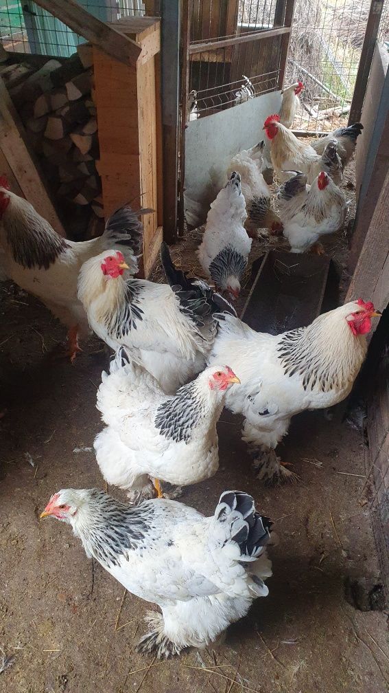Vand cocoși brahma hd