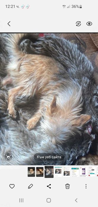 Йоркширски териер йоркш