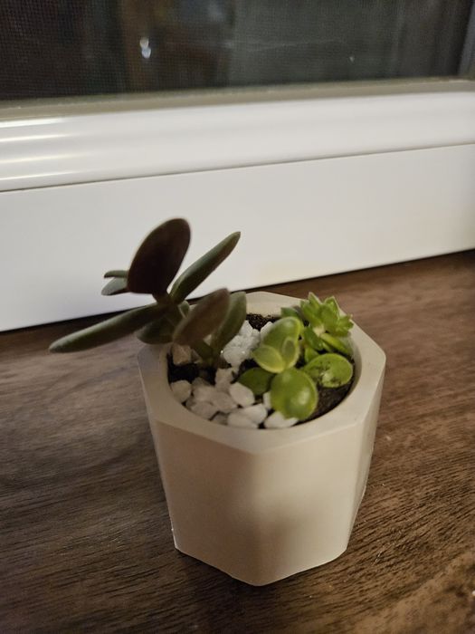 Ghiveci plante suculente