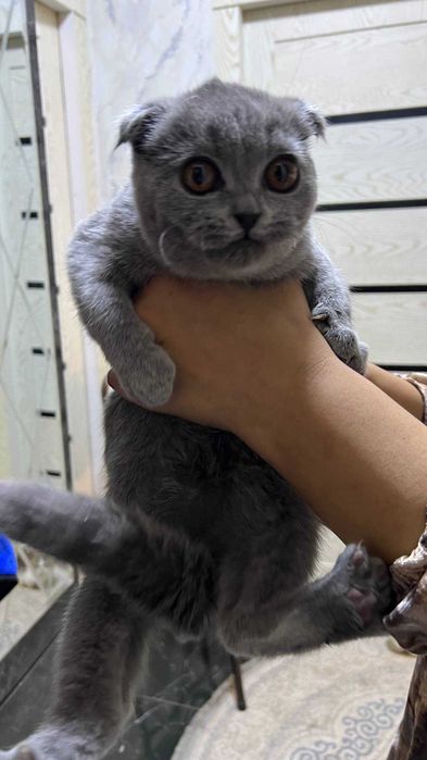 Skotish fold. Qiz mushuk