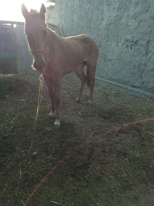 Ot sotiladi urg’ochi bir qorin tuqqan