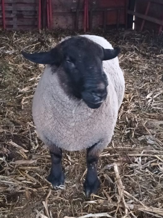 Vand berbec rasa Sufolk