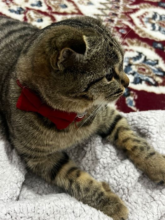 Кошка очень милая