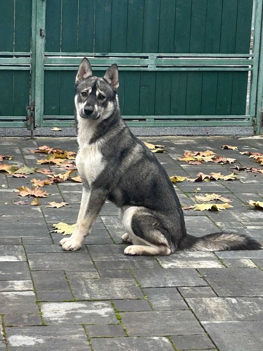 Donez metis Husky – afectuos și prietenos