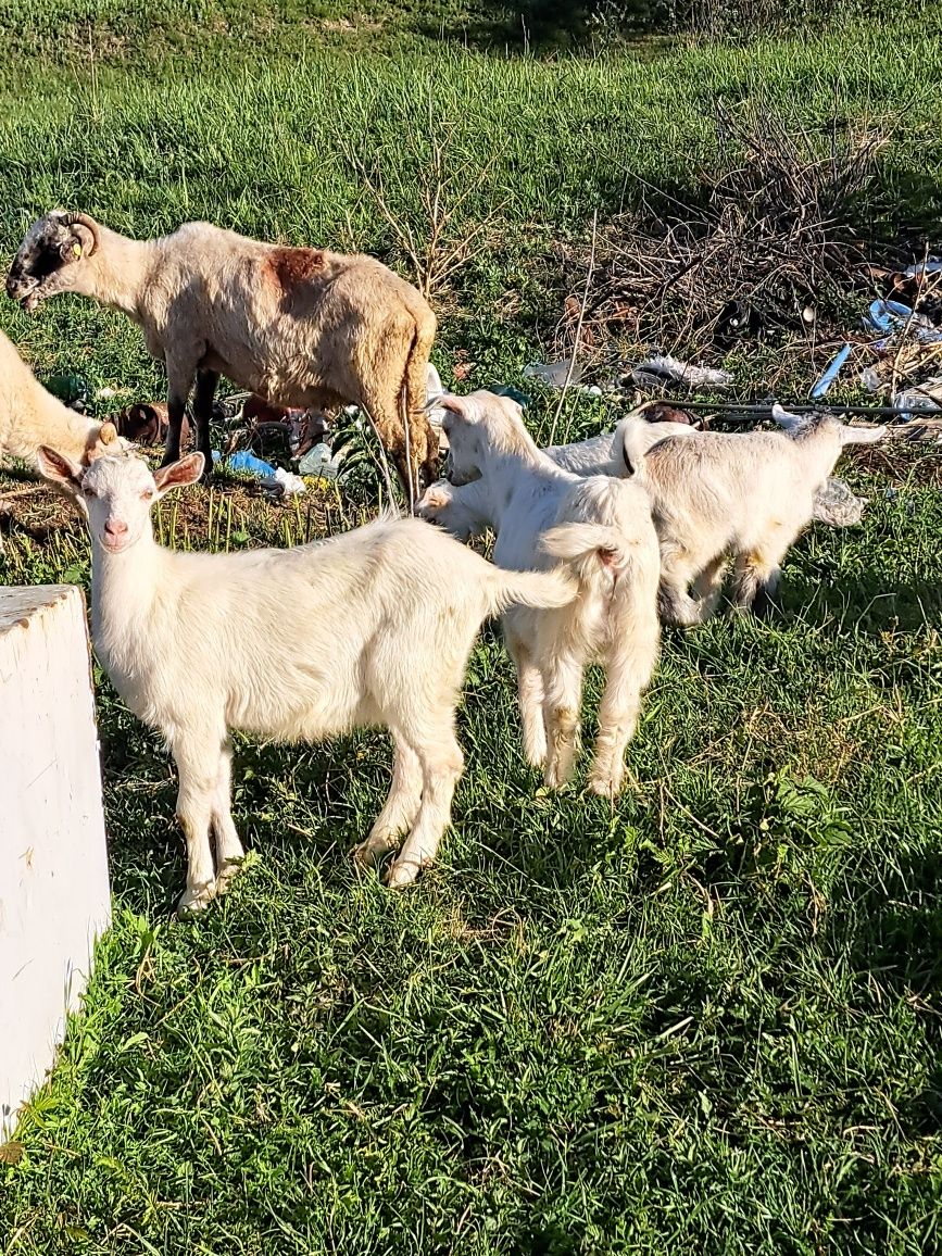 Vând țap saanen!