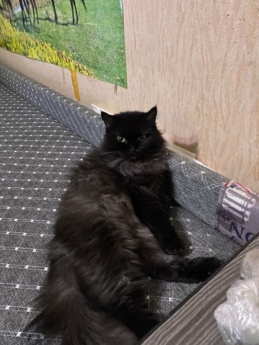 ПРОПАЛА кошка район автовокзала