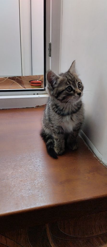 Дарю котёнка девочка 2 месяца.