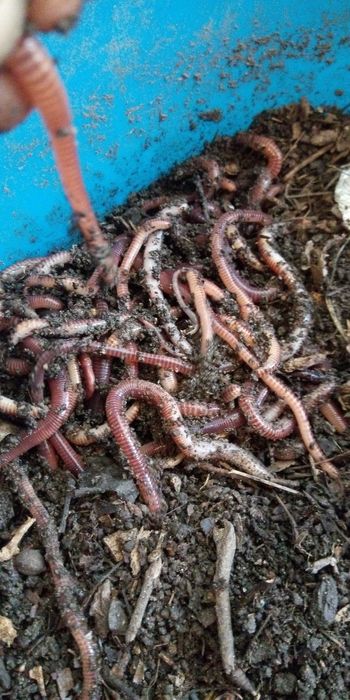 ЗЕМЕН Червей Едър  90лв кг  ,60 лв , Микс , кутийката 3,50 лв