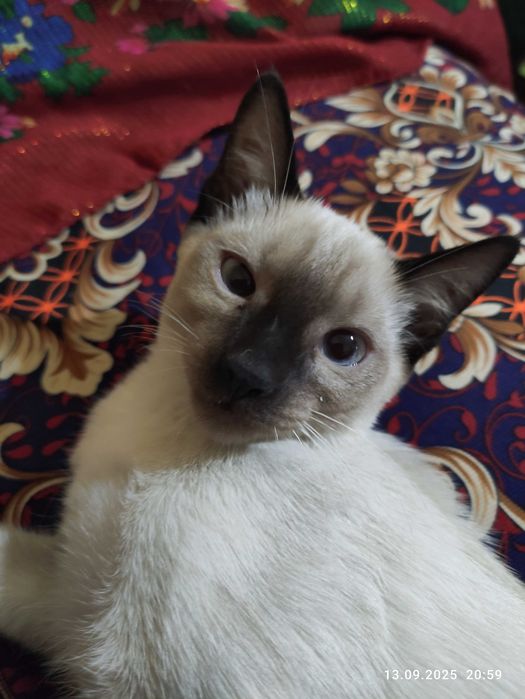 Сиамский котенок, кошечка
