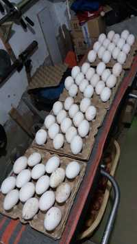 Инкубационные яйца (гуси).