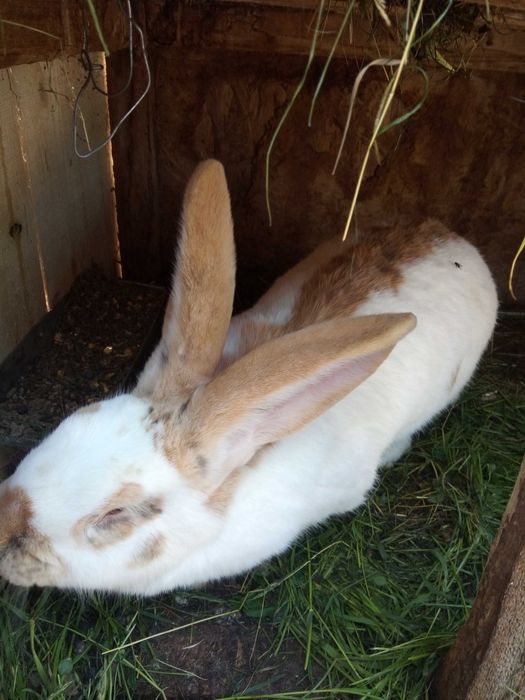 Vind iepuri fluture german