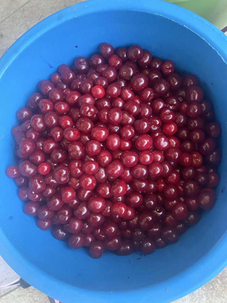 Продам Вишню садовую