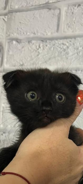 Отдам вислоухих котят в хорошие руки