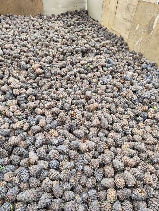 Кедровые шишки мешками