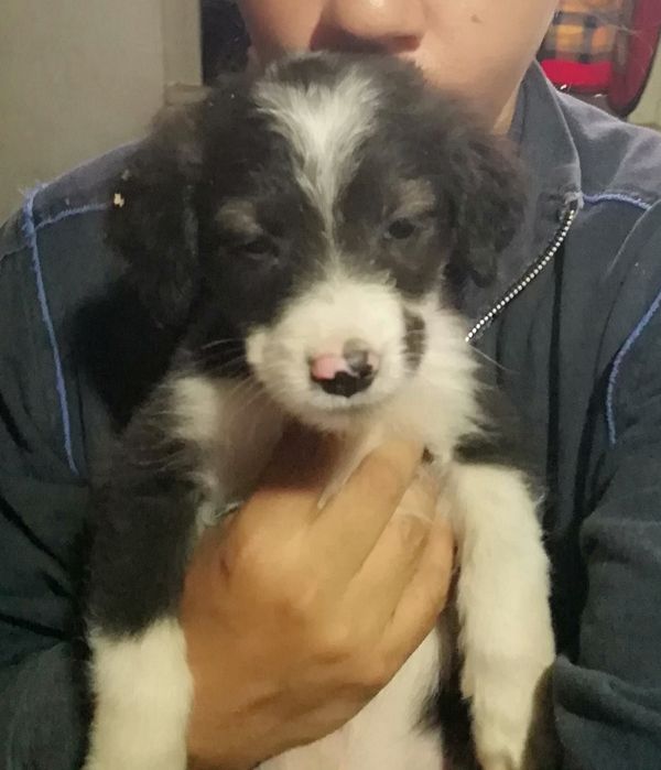 Подарявам кученца