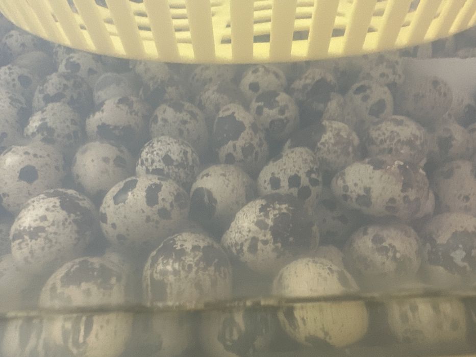 Pui prepelite de o zi,prepelite(diferite vârste și rase oua /carne)