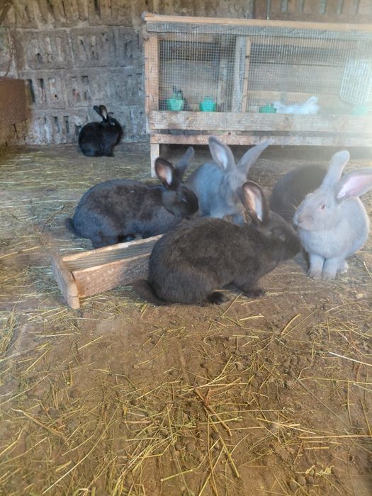 Masculi fluture german 4 luni