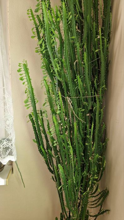 Кактус висок 2 метра