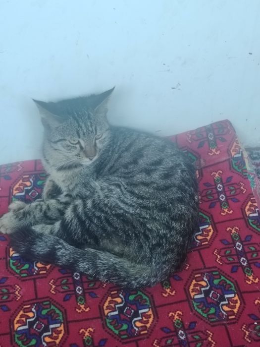 Жуда окилли пишик