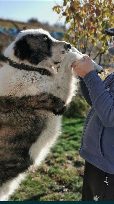 Vand ciobanesc asiatic