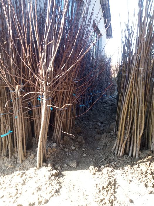 PROMO, la 100 puiet nuc, se oferă 5 puiet gratis-Pepiniera