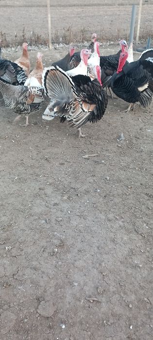 Curcani tineri de vânzare