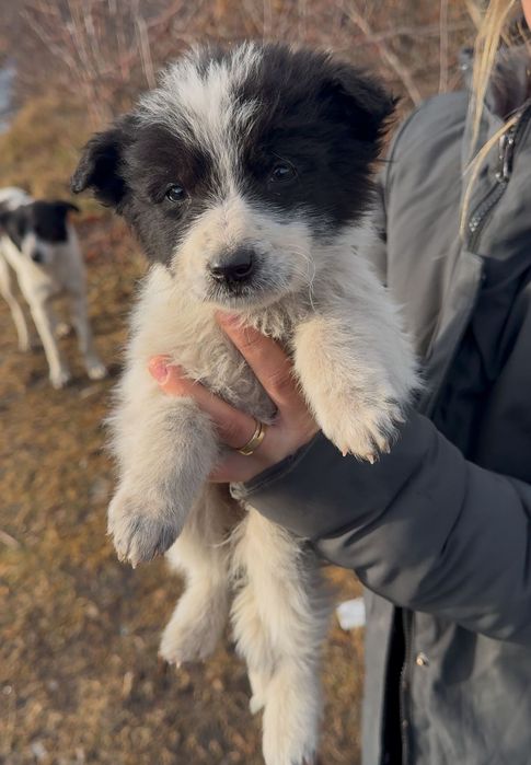 Щеночки мальчишки