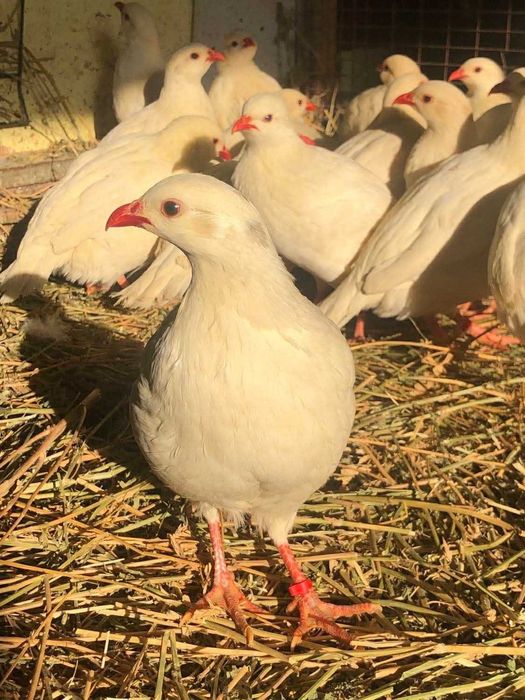 Potârnichi de stâncă albe