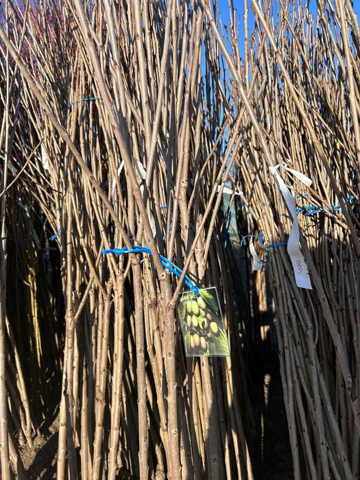 Vând pomi fructiferi