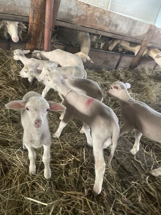 Vând berbecuți sugari lacaune